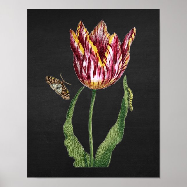 Tulip med svart bakgrundsbild i färgkort, 1.1 poster (Framsidan)