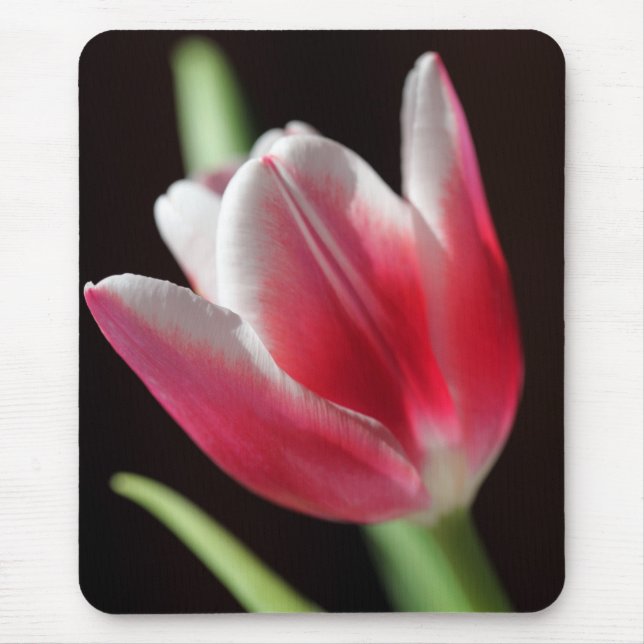Tulip Musmatta (Framsidan)