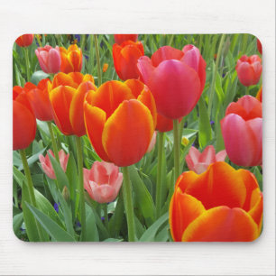 Tulip Musmatta