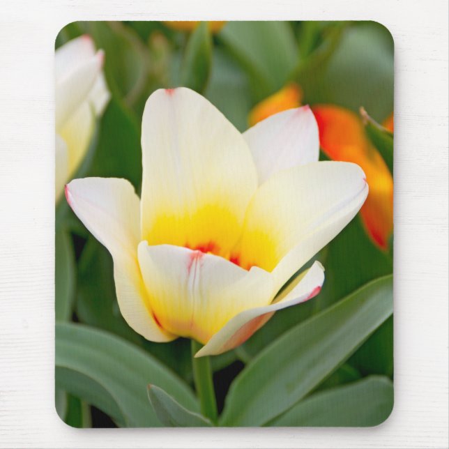 Tulip Musmatta (Framsidan)