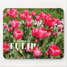 Tulip Musmatta