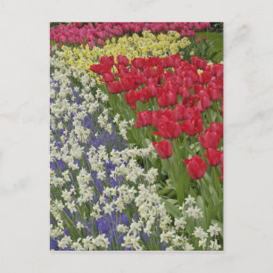 Tulip- och daffodil-trädgård, Keukenhof Gardens Vykort