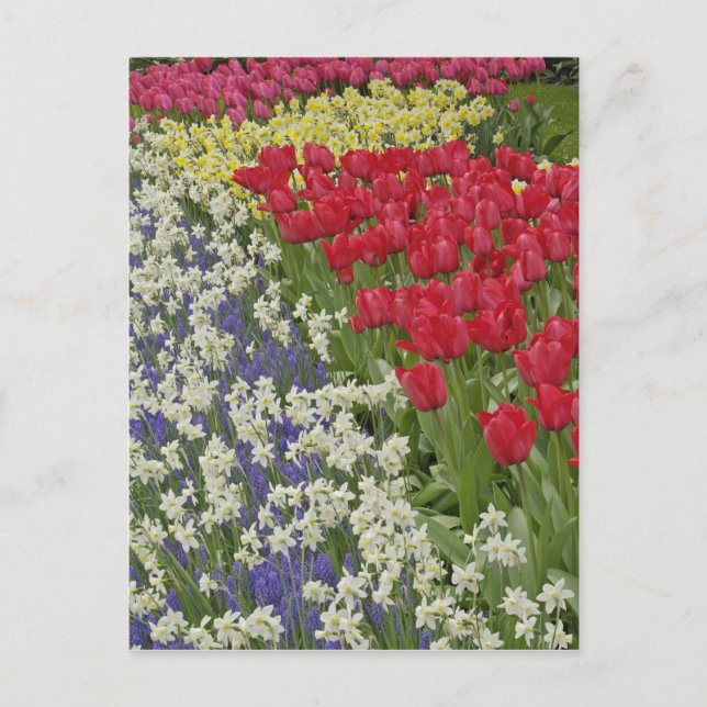 Tulip- och daffodil-trädgård, Keukenhof Gardens Vykort (Framsida)
