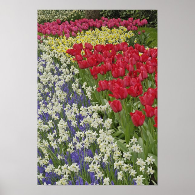 Tulip- och daffodilträdgård, Keukenhof Gardens Poster (Framsidan)