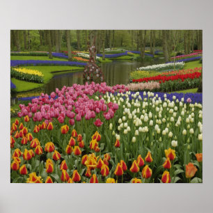 Tulip- och hyacinträdgård, Keukenhof Gardens Poster