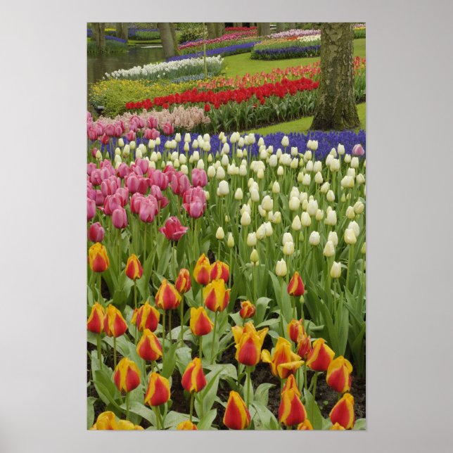 Tulip- och hyacinträdgård, Keukenhof Gardens Poster (Framsidan)