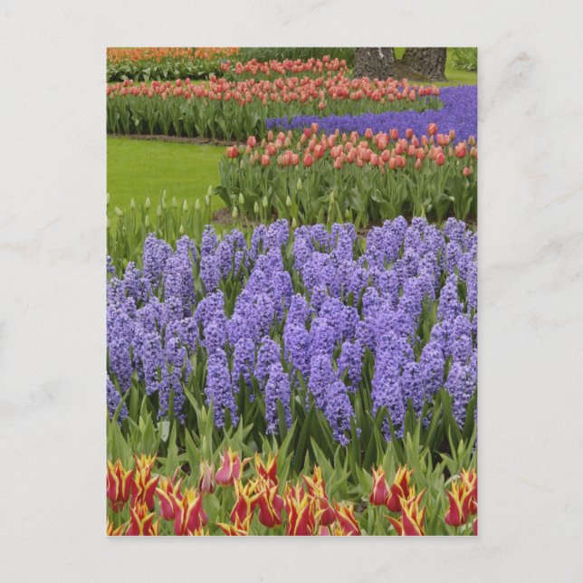 Tulip- och Hyacinträdgård, Keukenhof Gardens Vykort (Framsida)