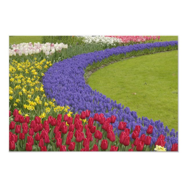 Tulip- och vinhyacint- och daffodilträdgård. fototryck (Framsidan)