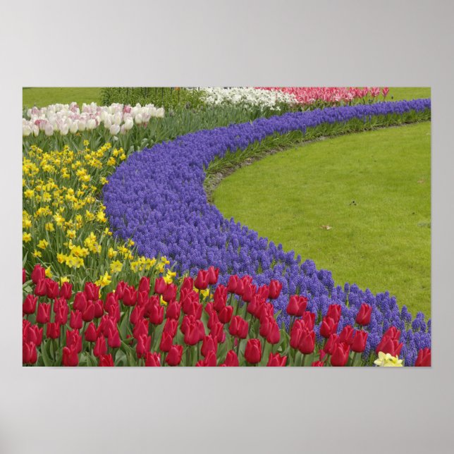 Tulip- och vinhyacint- och daffodilträdgård. poster (Framsidan)