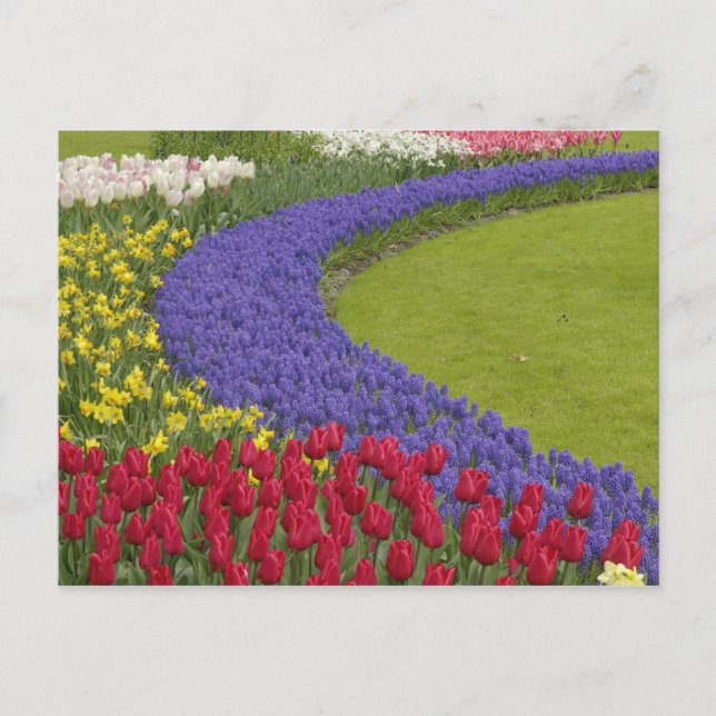 Tulip- och vinhyacint- och daffodilträdgård. vykort (Framsida)