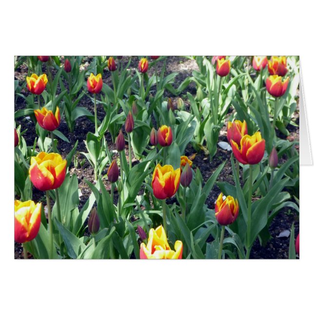 tulip-orange hälsningskort (Framsidan Horizontal)