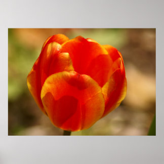 Tulip-Orange Poster