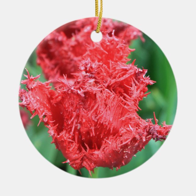 Tulip Ornament (Framsidan)