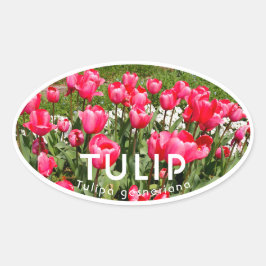 Tulip Ovalt Klistermärke