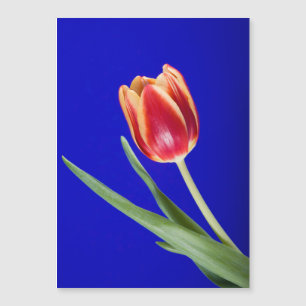 Tulip på blå bakgrund