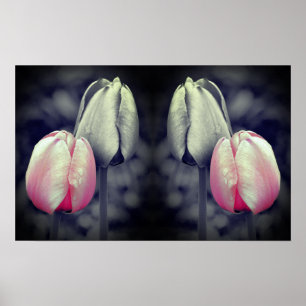Tulip Pair Black and White Partial Färg Poster