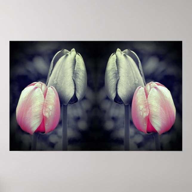 Tulip Pair Black and White Partial Färg Poster (Framsidan)