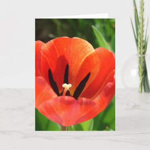 Tulip Påsk Helgkort