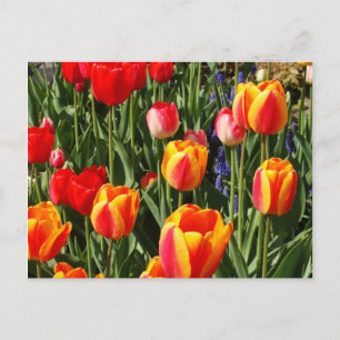 Tulip Patch Vykort