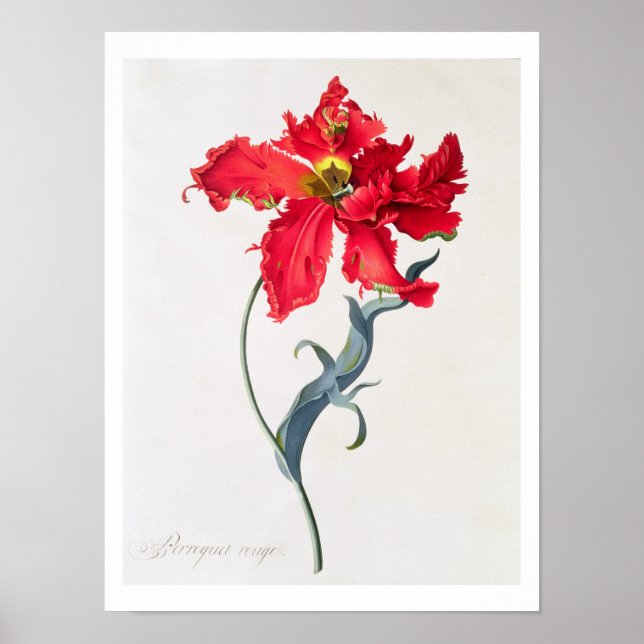 Tulip: Perroquet Rouge Poster (Framsidan)