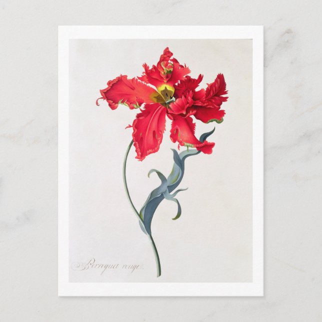 Tulip: Perroquet Rouge Vykort (Framsida)