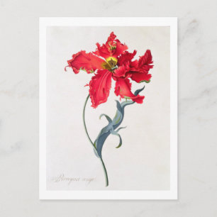 Tulip: Perroquet Rouge Vykort