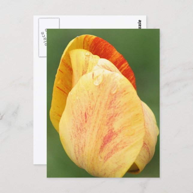 Tulip Petals Flower Photography Personalized Vykort (Fram/baksida)