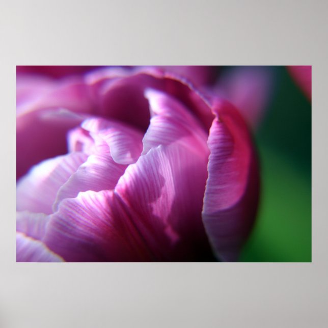 Tulip Petals Poster (Framsidan)