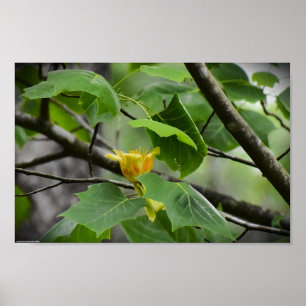 Tulip Poplar Blommar Poster