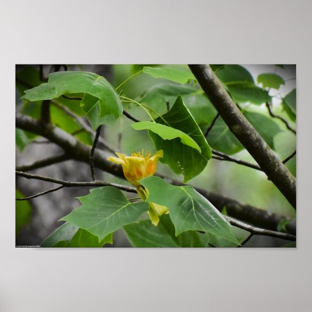 Tulip Poplar Blommar Poster (Framsidan)