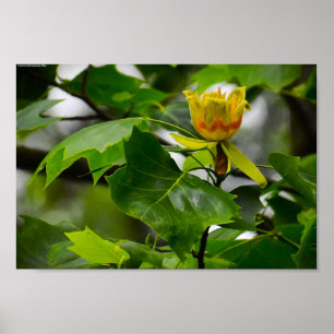 Tulip Poplar Blommar Poster