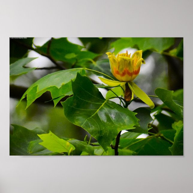 Tulip Poplar Blommar Poster (Framsidan)