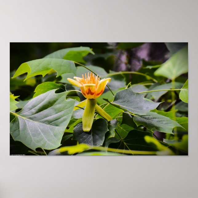 Tulip Poplar Blommar Poster (Framsidan)