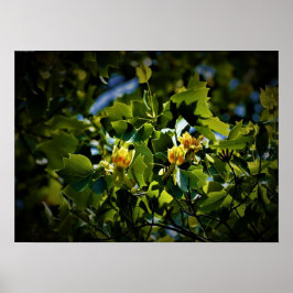 Tulip Poplar Blommar Poster