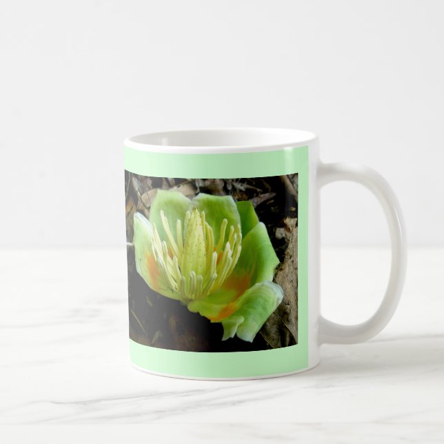 Tulip Poplar Flower Kopp (Höger)