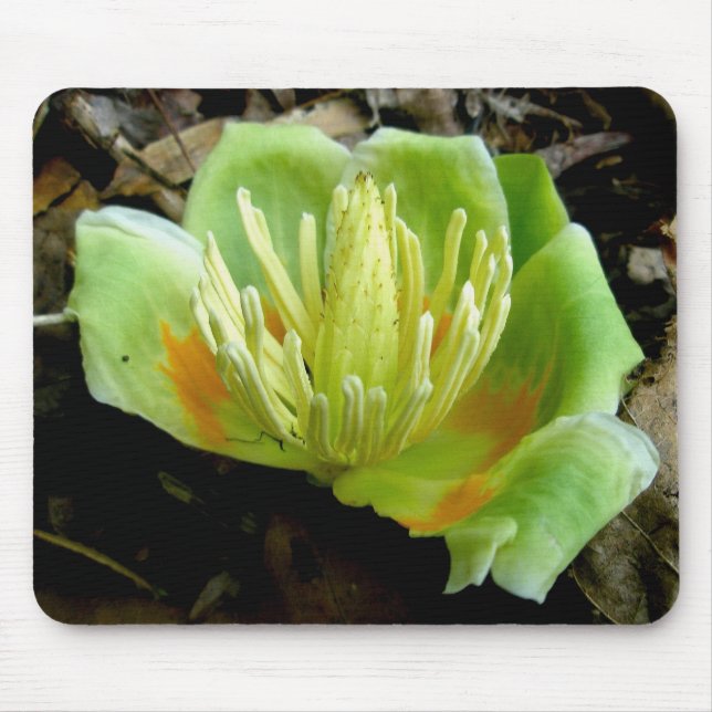 Tulip Poplar Flower Mousepad Musmatta (Framsidan)