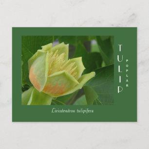 Tulip Poplar Flower Vykort