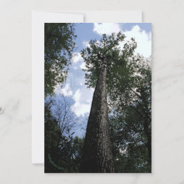 Tulip Poplar/Joyce Kilmer dikt Träd Card Spara Datumet