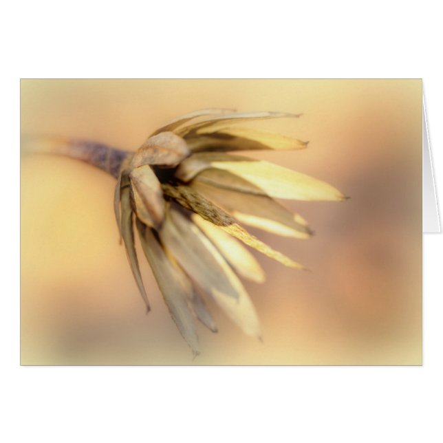 Tulip Poplar Tom fröPod Hälsningskort (Framsidan Horizontal)