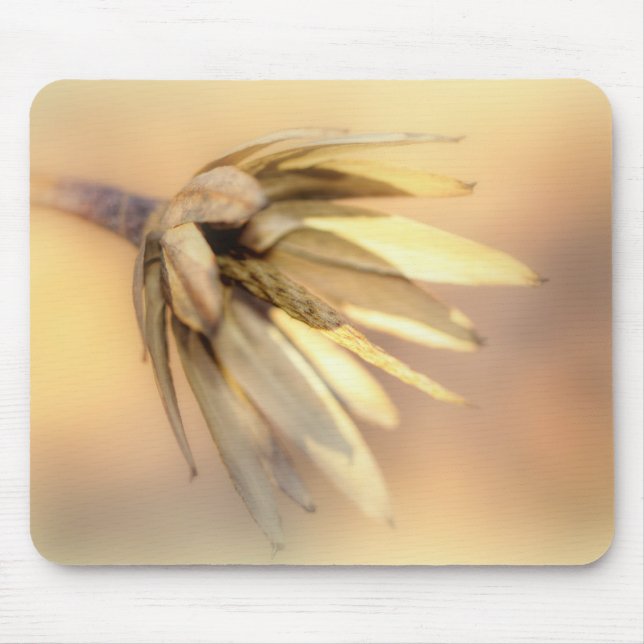 Tulip Poplar Tom fröPod Musmatta (Framsidan)