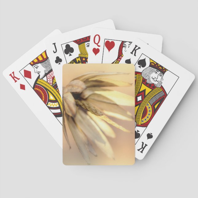 Tulip Poplar Tom fröPod Spelkort (Baksidan)