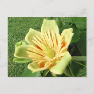 Tulip Poplar Vykort