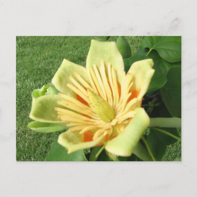 Tulip Poplar Vykort (Framsida)