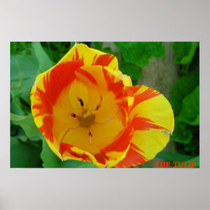 TULIP POSTER