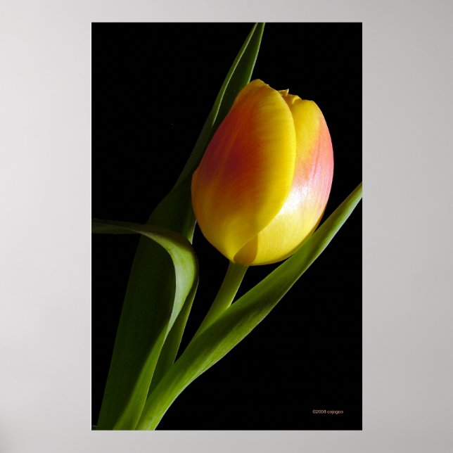 Tulip Poster (Framsidan)