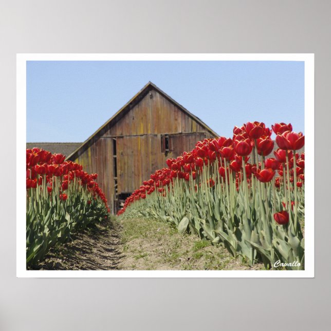 Tulip Poster (Framsidan)