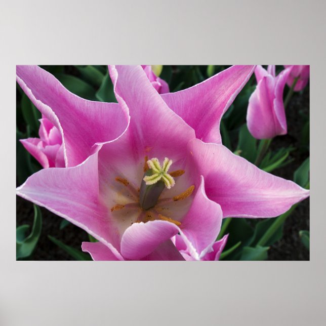 Tulip Poster (Framsidan)