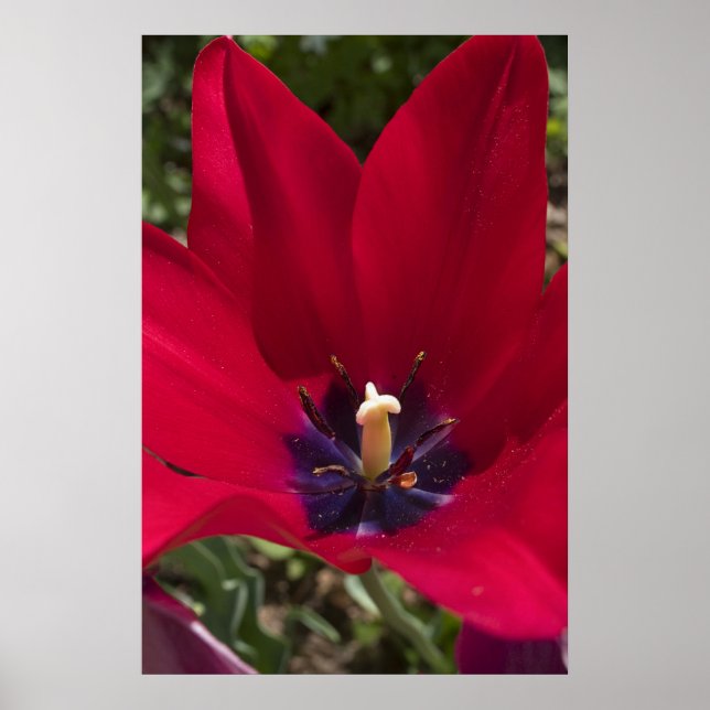 Tulip Poster (Framsidan)