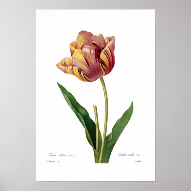 Tulip Poster (Framsidan)
