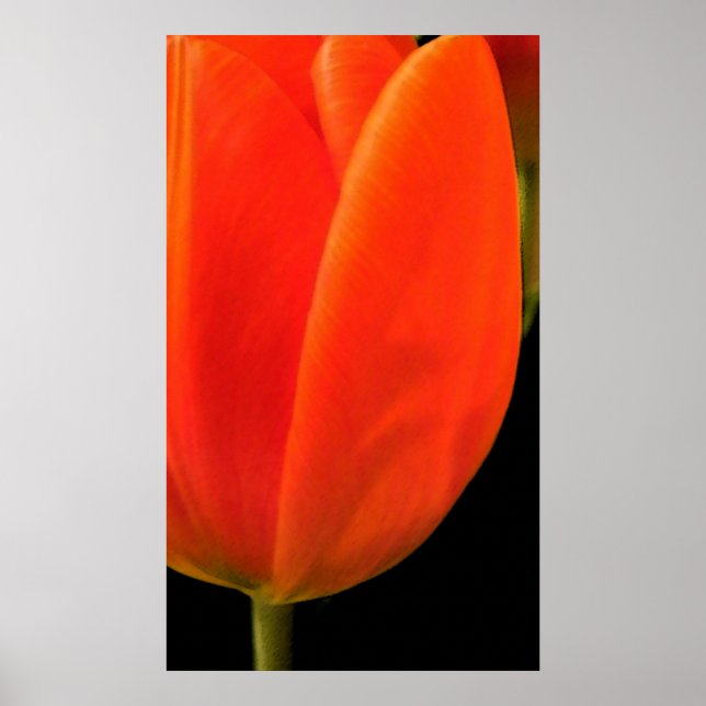 Tulip Poster (Framsidan)